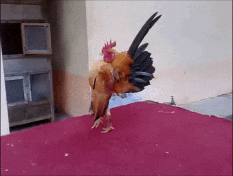 Rooster Crowing And Flapping Wings GIF