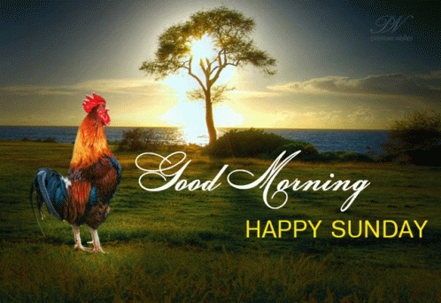 Rooster Crowing And Singing Happy Sunday GIF