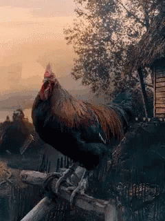 Rooster Crowing In Farm Early Morning GIF