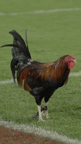 Rooster Crowing In The Football Field GIF