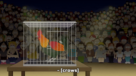 Rooster Crowing Inside Cage Infront Of Lots Of People GIF