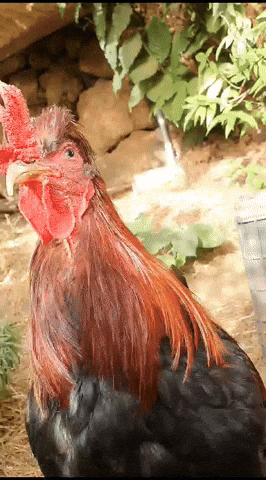 Rooster Crowing Loudly In Mountain GIF