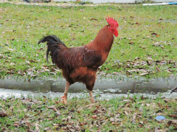 Rooster Crowing Slow Motion Walking GIF