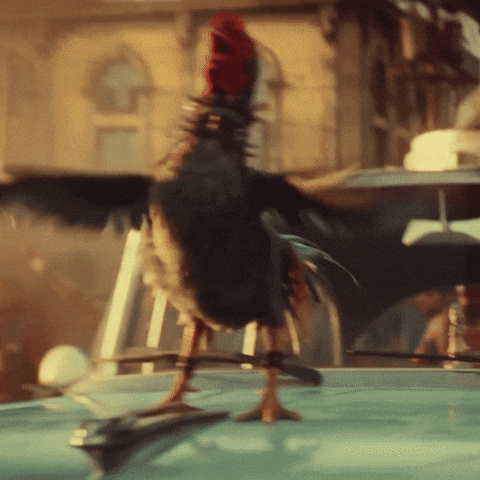 Rooster Crowing Top Of Car GIF