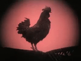Rooster Crowing With All It's Might GIF