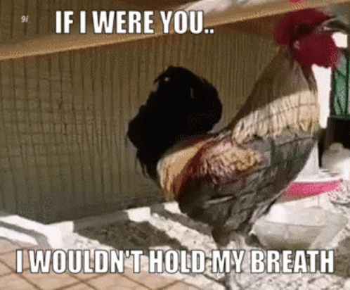 Rooster Holding Breath Faint GIF