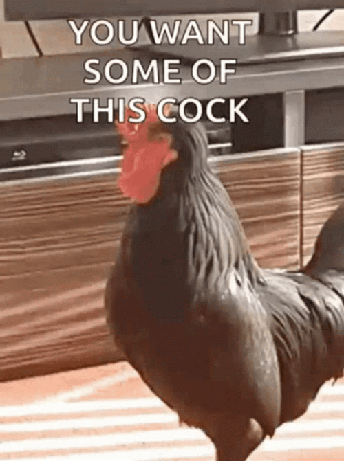 Rooster GIF