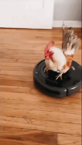 Rooster Riding Robot Cleaner GIF