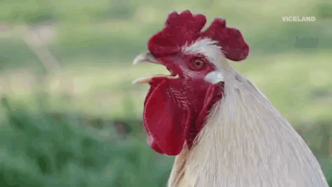 Rooster Saying Cock-A-Doodle Do Mother F # C % Ers Have A Good Day GIF