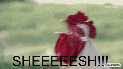 Rooster Screaming Sheeeeesh