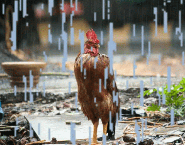 Rooster Standing In Rain GIF