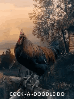 Rooster Standing on Wooden Fence Beside Tree