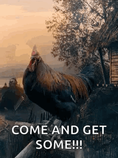 Rooster Standing On Wooden Fence Come And Get Some GIF
