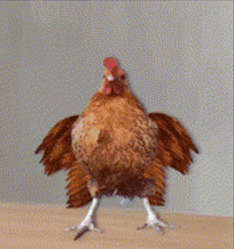 Rooster Standing with Wings Outstretched