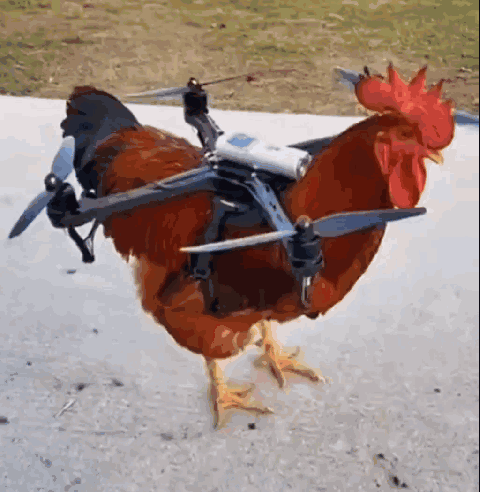 Rooster With Drone on Back