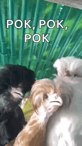Rooster With Googly Eyes Saying Oh You're Awake