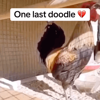 Rooster With One Last Doodle