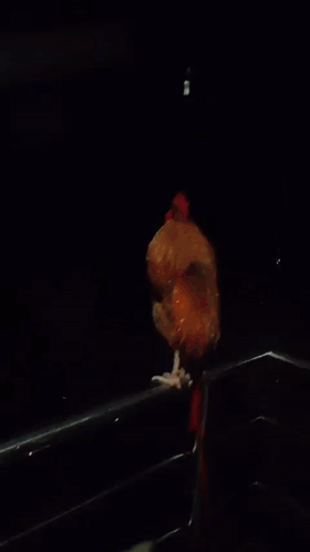 Rooster With Red Crest on Metal Railing