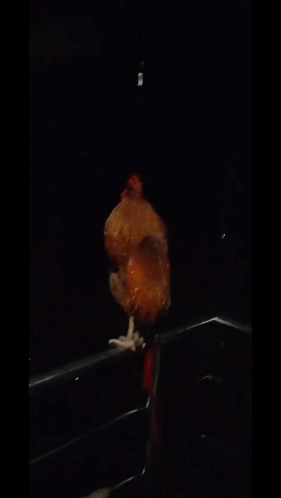 Rooster With Red Crest Standing on Railing in Dark