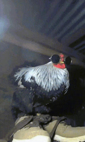 Rooster With Sunglasses on Shoes