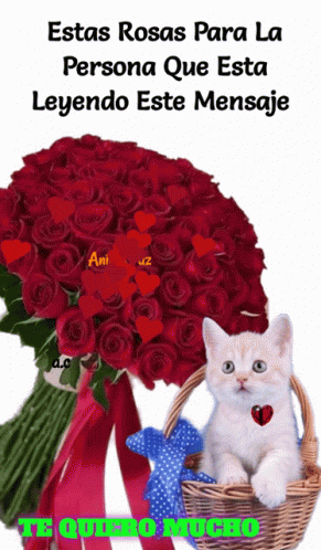 Rosas And Cat In A Basket GIF