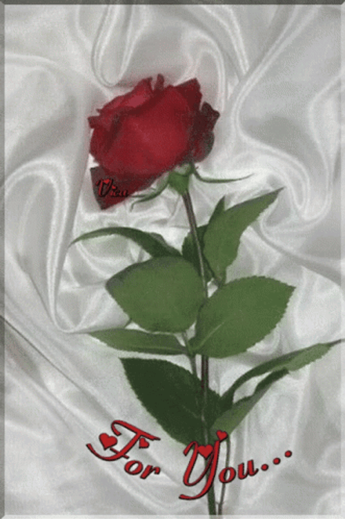 Rose For You GIF