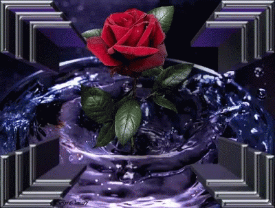Rose Purple GIF