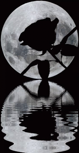 Rose Silhouette With Full Moon GIF