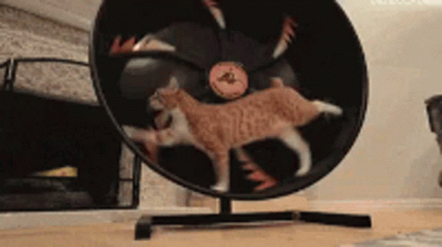 Rotating Cat Running GIF