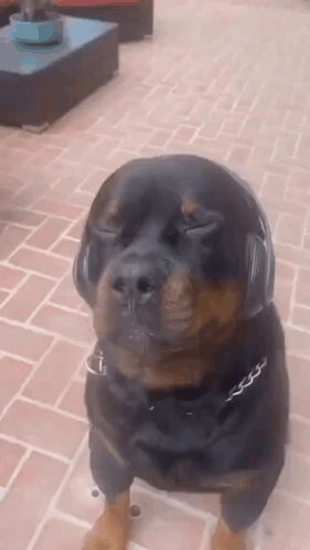 Rottweiler Dog Headphones Eyes Closed