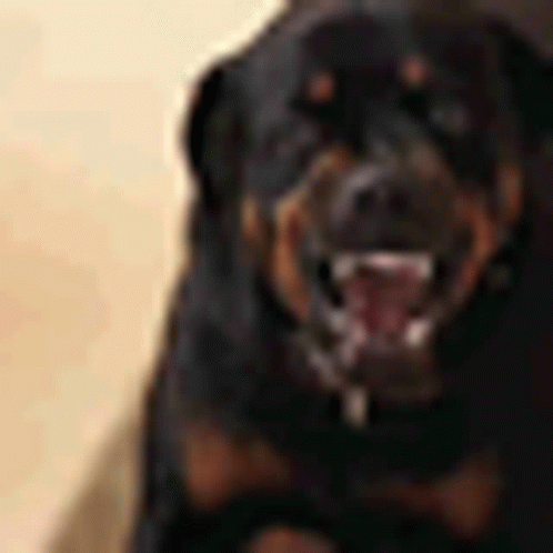 Rottweiler Dog Showing Teeth GIF