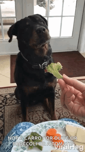 Rottweiler Eating Broccoli