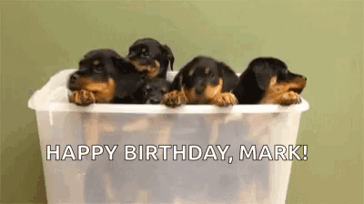 Rottweiler Puppies in Plastic Bin Happy Birthday Mark