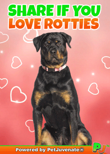 Rottweiler Share If You Love Rotties