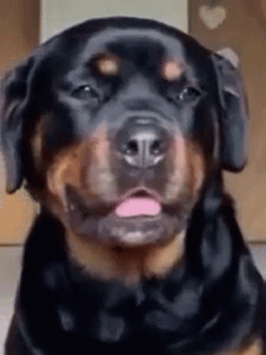Rottweiler Tongue Out