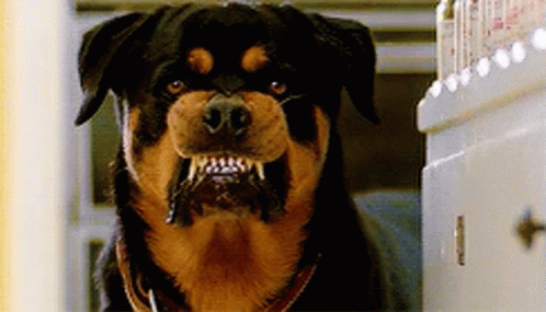Rottweiler With Mouth Open and Teeth Showing