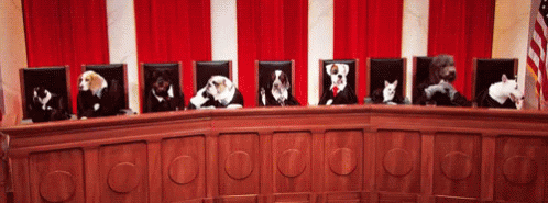 Row Of Dogs And Cats Sitting At Table GIF