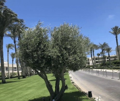 Row of Palm Trees Along Road