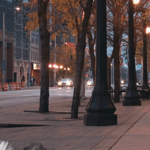 Row Of Trees Along City Street With No Parking Sign GIF