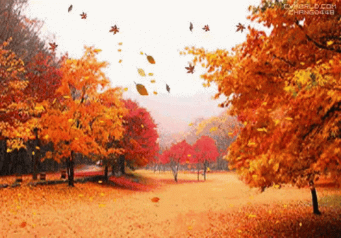 Row of Trees With Yellow and Orange Leaves