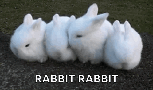 Row Of White Rabbits GIF