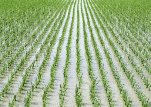 Rows of Green Plants