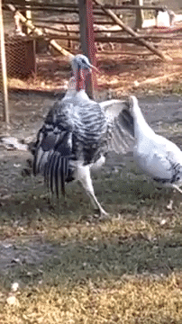 Royal Palm Turkey GIF