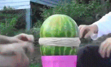 Rubber Band Exploding Watermelon GIF