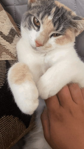 Rubbing El Gato Meme GIF