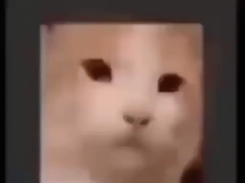 Rubik's Cube Meme Cat Face GIF