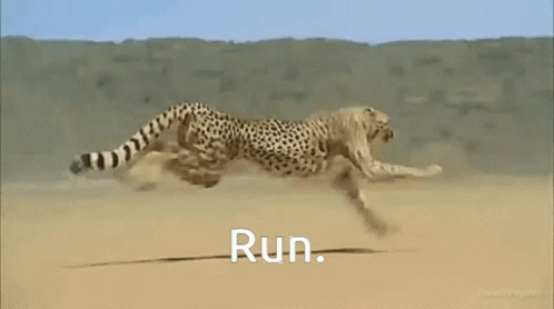Run Giant Cheetah Running GIF