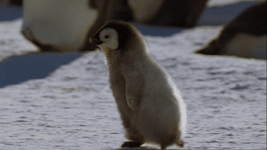 Running Baby Penguin GIF