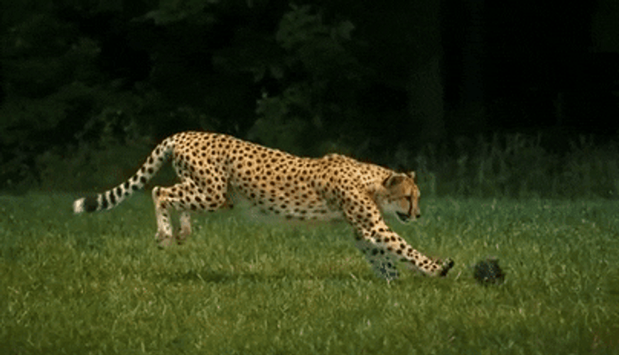 Running Cheetah Animal GIF.