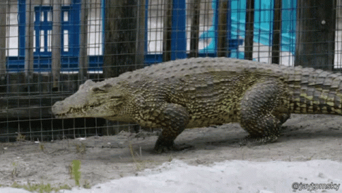 Running Crocodile GIF